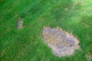 Lawn aeration on bald spot in yard 1