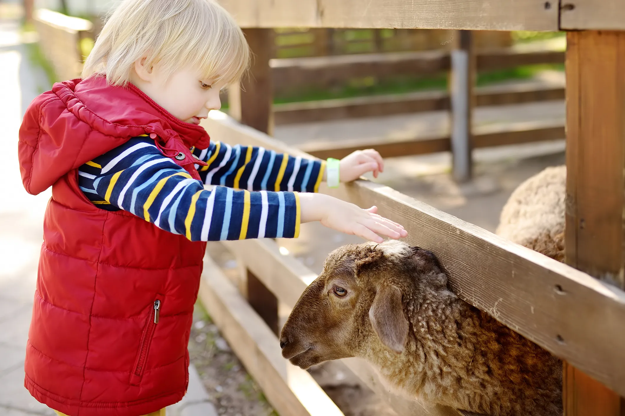 Child petting a sheep through a wooden fence on a farm.