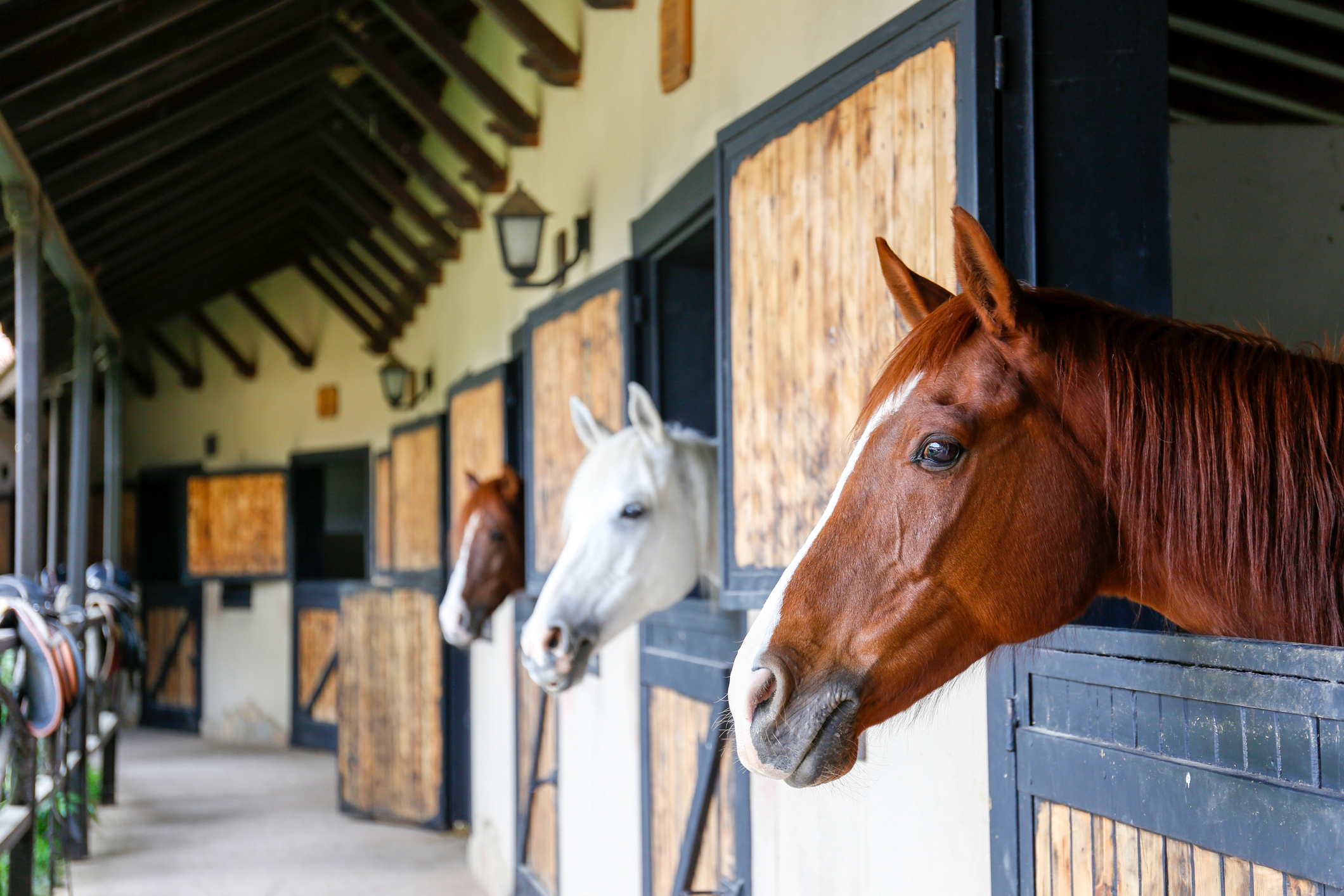 Three horses in wooden stables on a farm.