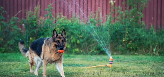 a German shepherd dog runs with a ball in its mouth on the lawn against the background of a working sprinkler