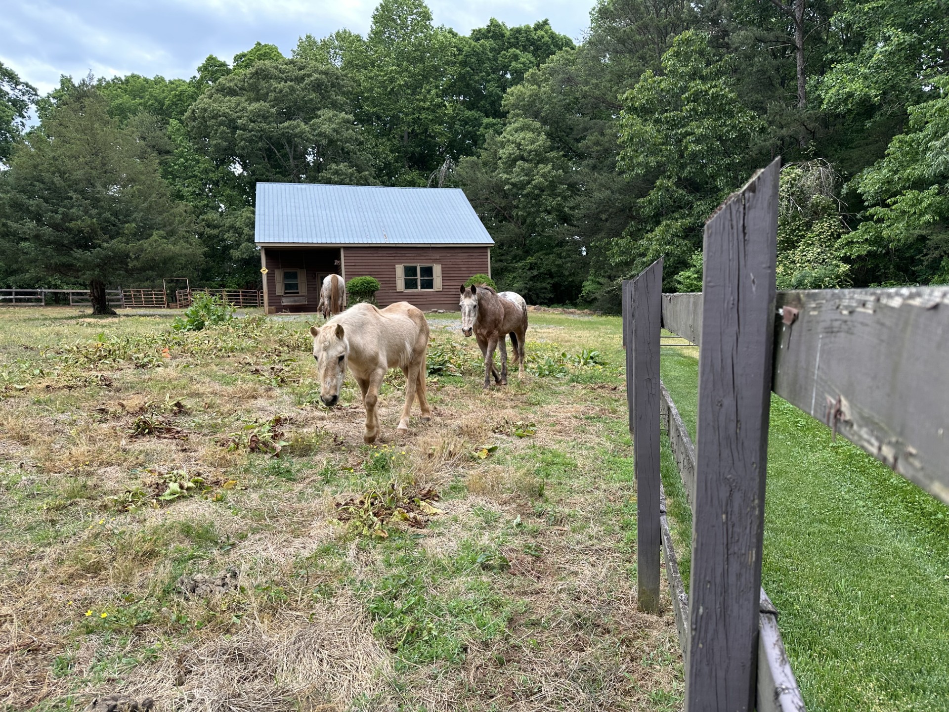 Three horses grazing on a farm.